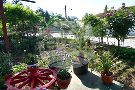 Исперих - цветя - любопитно