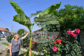 Исперих - цветя - любопитно