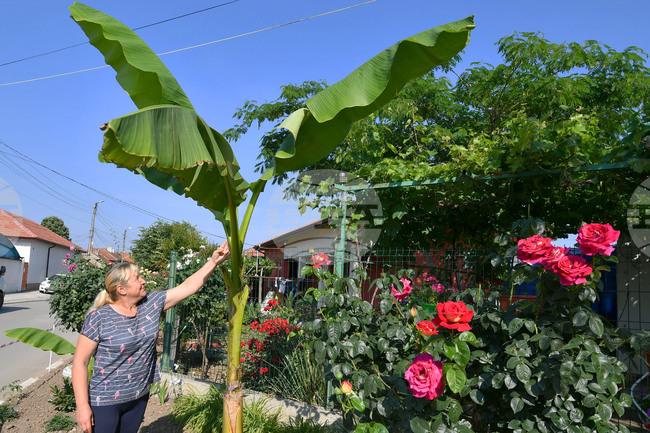 Исперих - цветя - любопитно