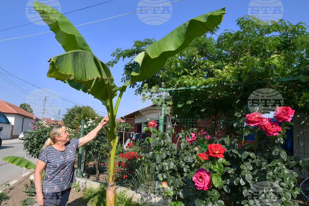 Исперих - цветя - любопитно
