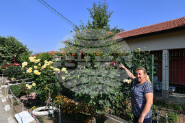 Исперих - цветя - любопитно