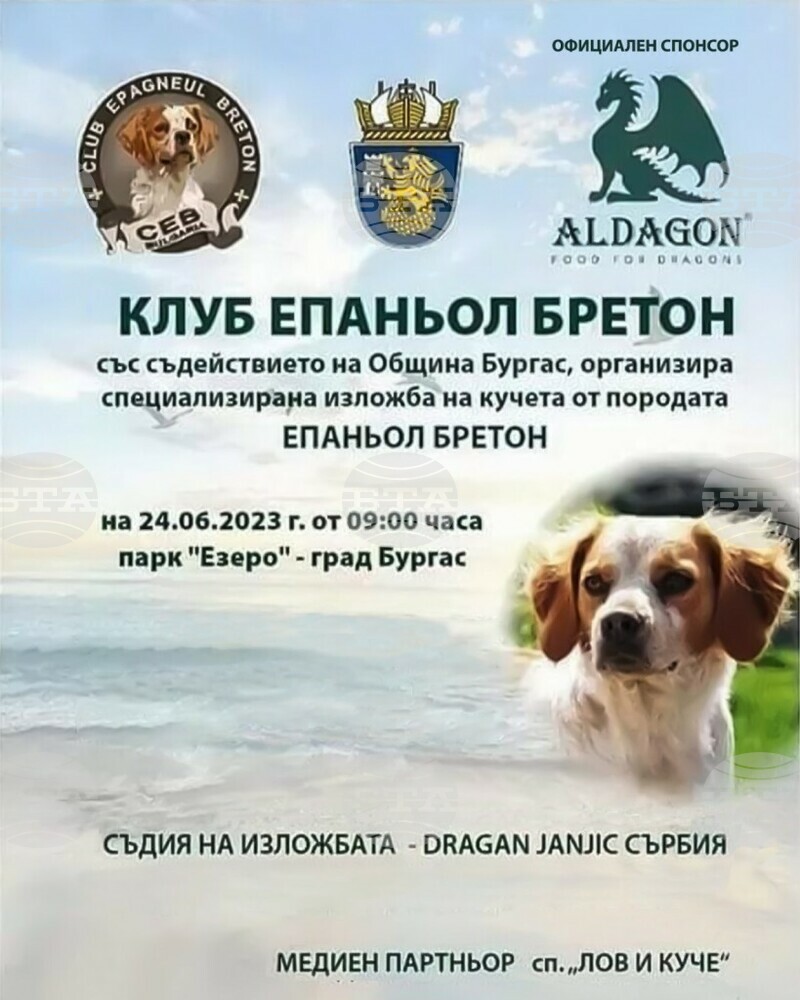 Бургас ще е домакин на киноложка изложба на породата епаньол бретон