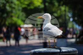 Варна - лято