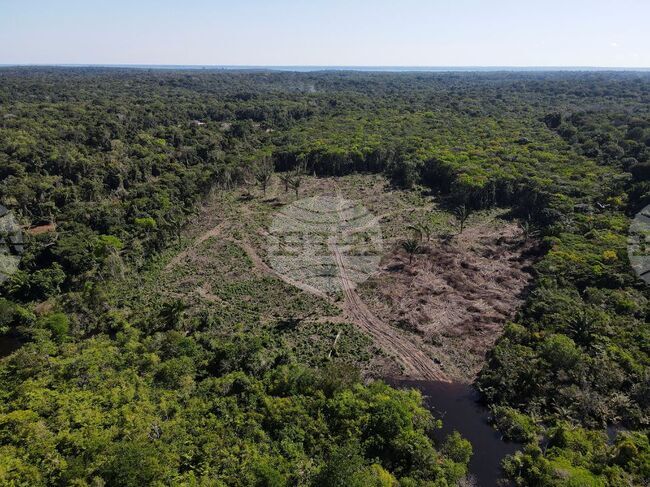 Международен ден за опазване на тропическите гори
