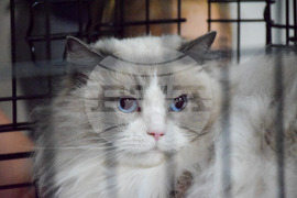 Благоевград  котки - изложба