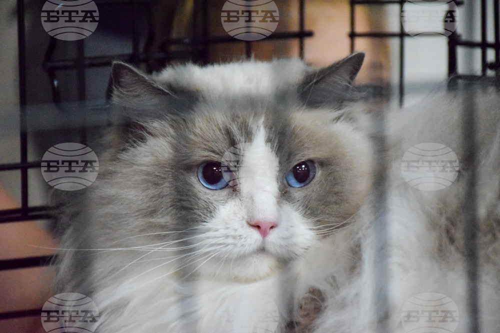 Благоевград котки - изложба