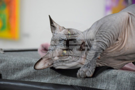 Благоевград  котки - изложба