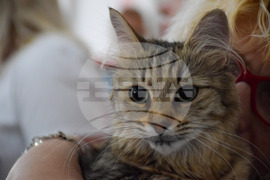 Благоевград  котки - изложба