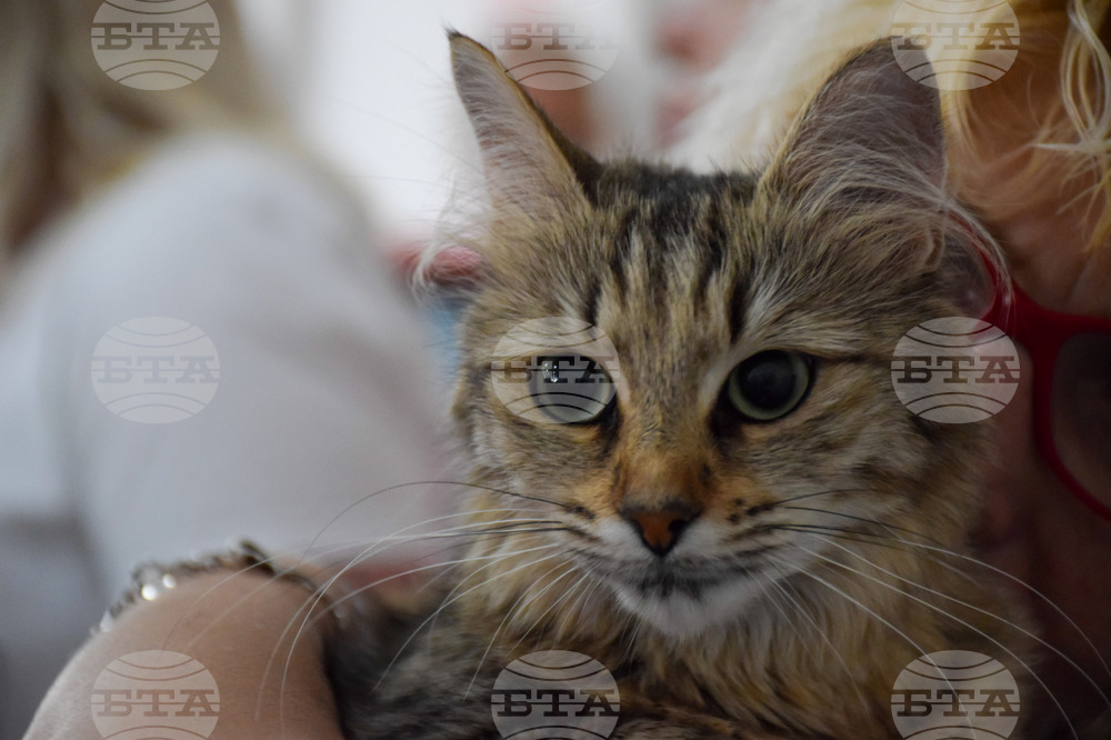 Благоевград котки - изложба