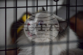 Благоевград  котки - изложба