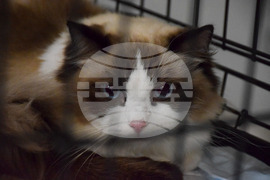 Благоевград  котки - изложба