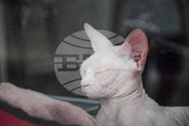 Благоевград  котки - изложба