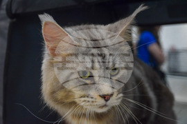 Благоевград  котки - изложба