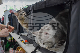 Благоевград  котки - изложба