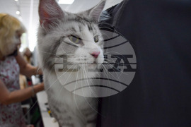 Благоевград  котки - изложба