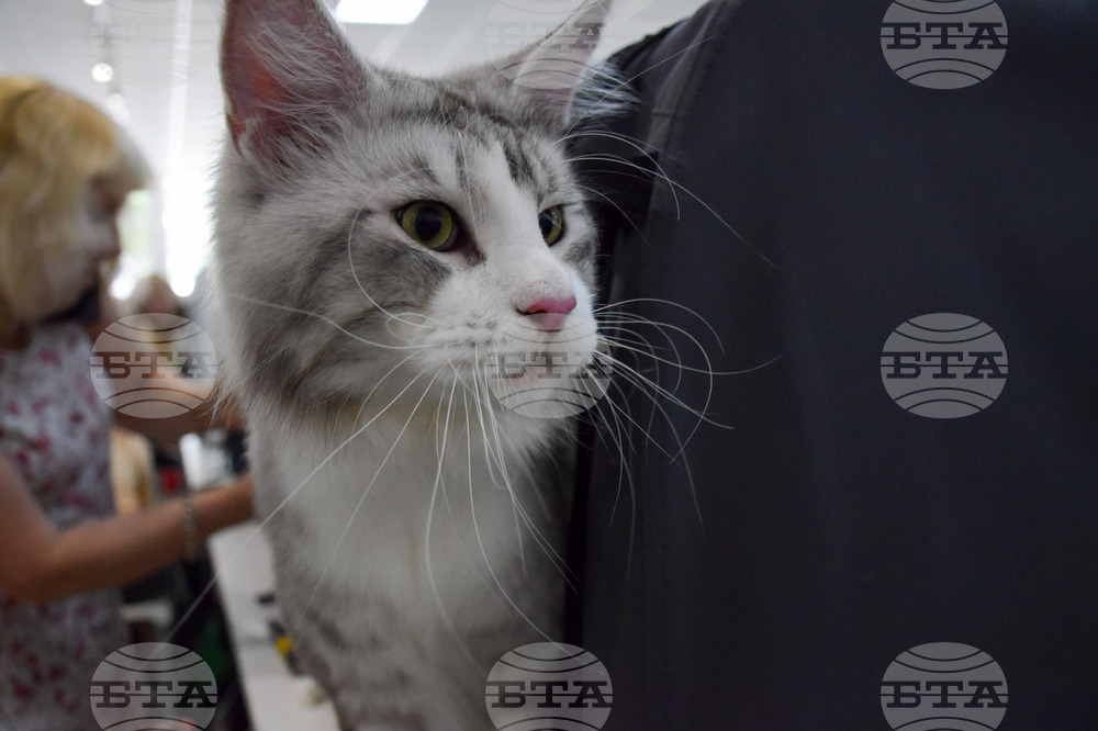 Благоевград котки - изложба