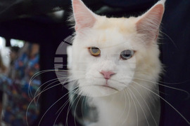 Благоевград  котки - изложба