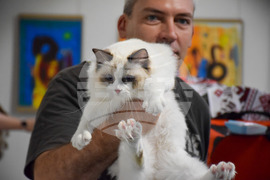 Благоевград  котки - изложба