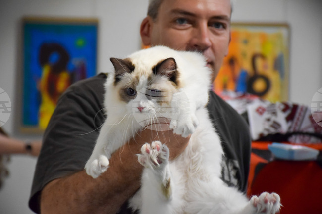 Благоевград котки - изложба