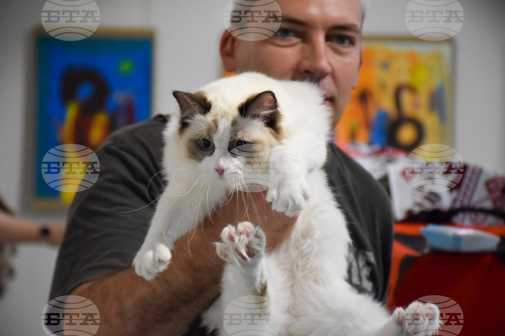 Благоевград котки - изложба