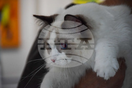 Благоевград  котки - изложба