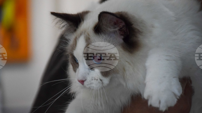 Познати и екзотични породи котки ще участват в изложба в художествената галерия в Благоевград