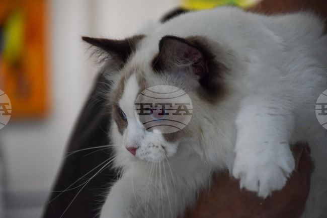 Познати и екзотични породи котки ще участват в изложба в художествената галерия в Благоевград