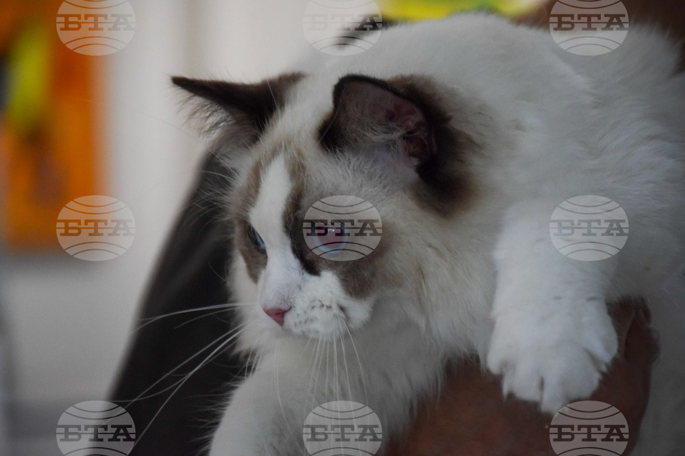 Благоевград котки - изложба