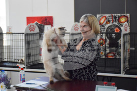 Благоевград  котки - изложба