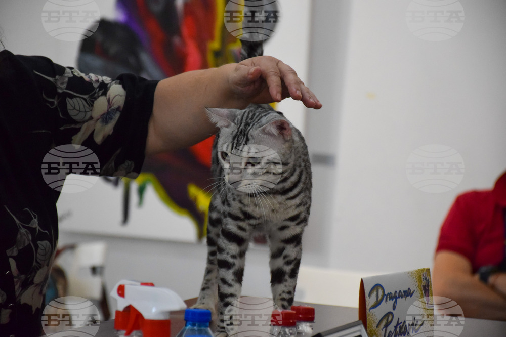 Благоевград котки - изложба