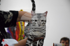 Благоевград  котки - изложба