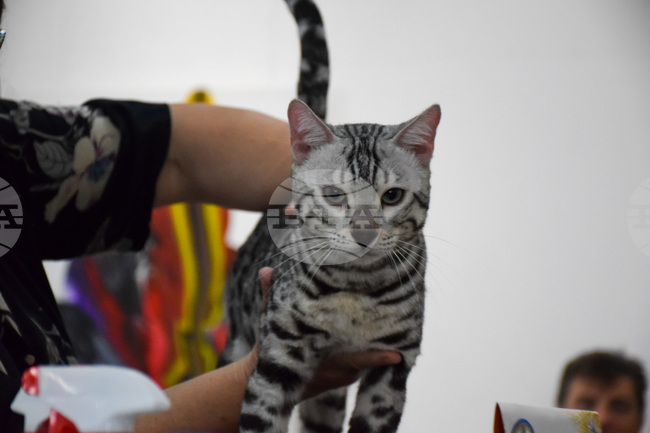 Кампания за кастрация на бездомни женски котки започва в Търговище