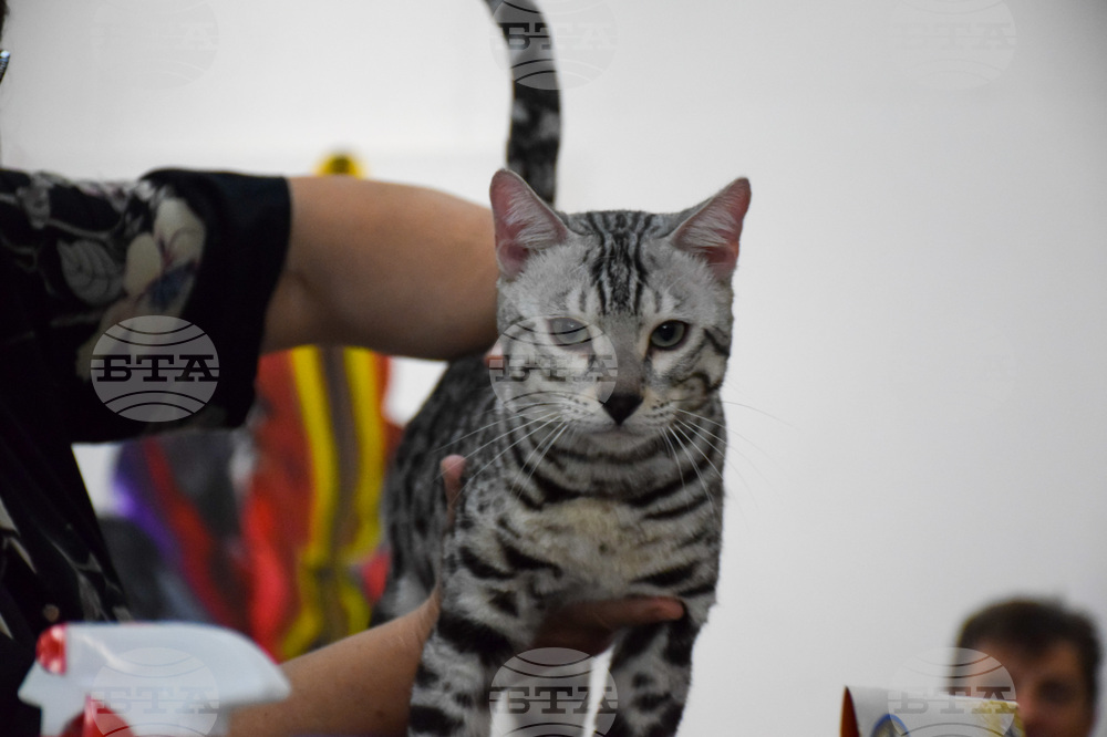 Благоевград  котки - изложба