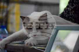 Благоевград  котки - изложба