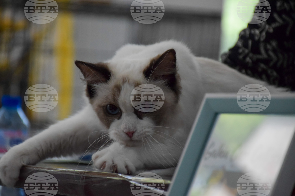Благоевград котки - изложба