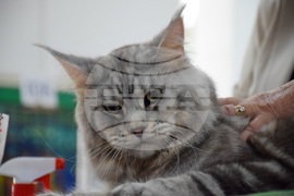 Благоевград  котки - изложба