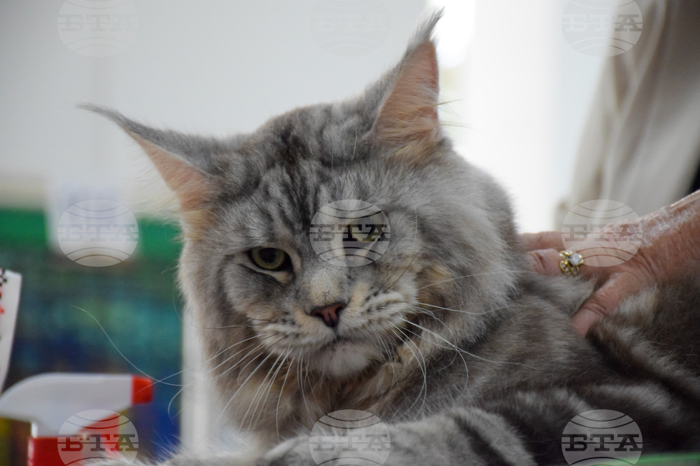 Благоевград котки - изложба