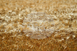 Село Яким Груево - жътва