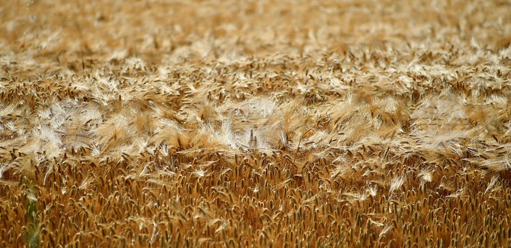 Село Яким Груево - жътва