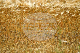 Село Яким Груево - жътва