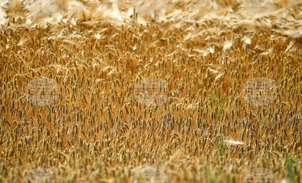 Село Яким Груево - жътва