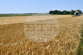 Село Яким Груево - жътва