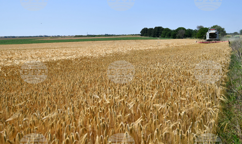 Село Яким Груево - жътва