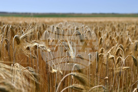Село Яким Груево - жътва