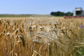 Село Яким Груево - жътва