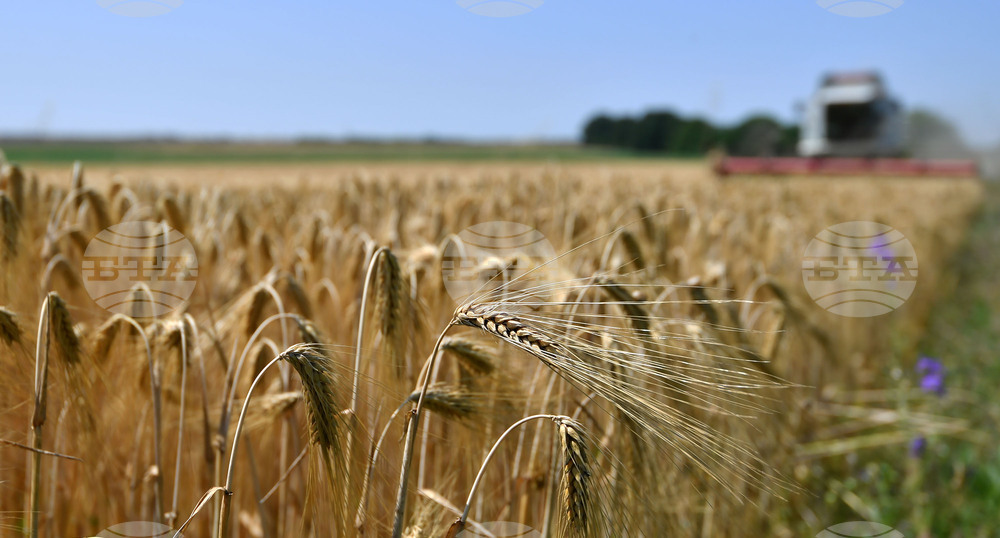 Село Яким Груево - жътва