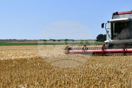 Село Яким Груево - жътва