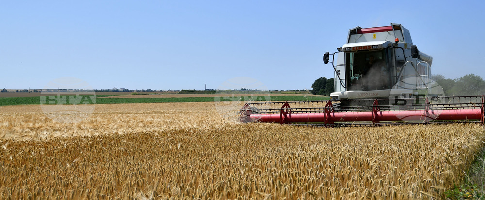 Село Яким Груево - жътва