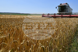 Село Яким Груево - жътва