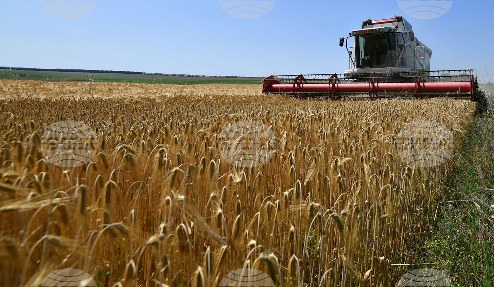 Село Яким Груево - жътва